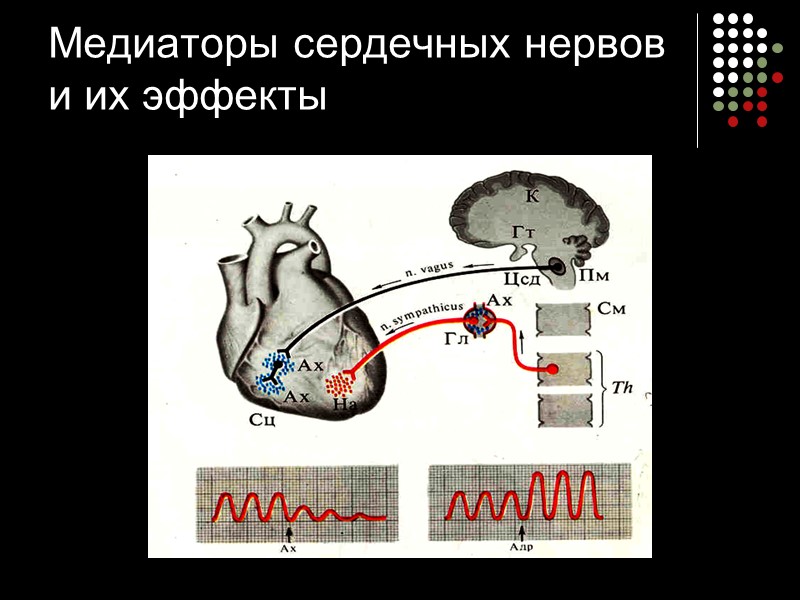 Медиаторы сердечных нервов и их эффекты
